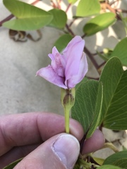 Ipomoea pes-caprae brasiliensis
