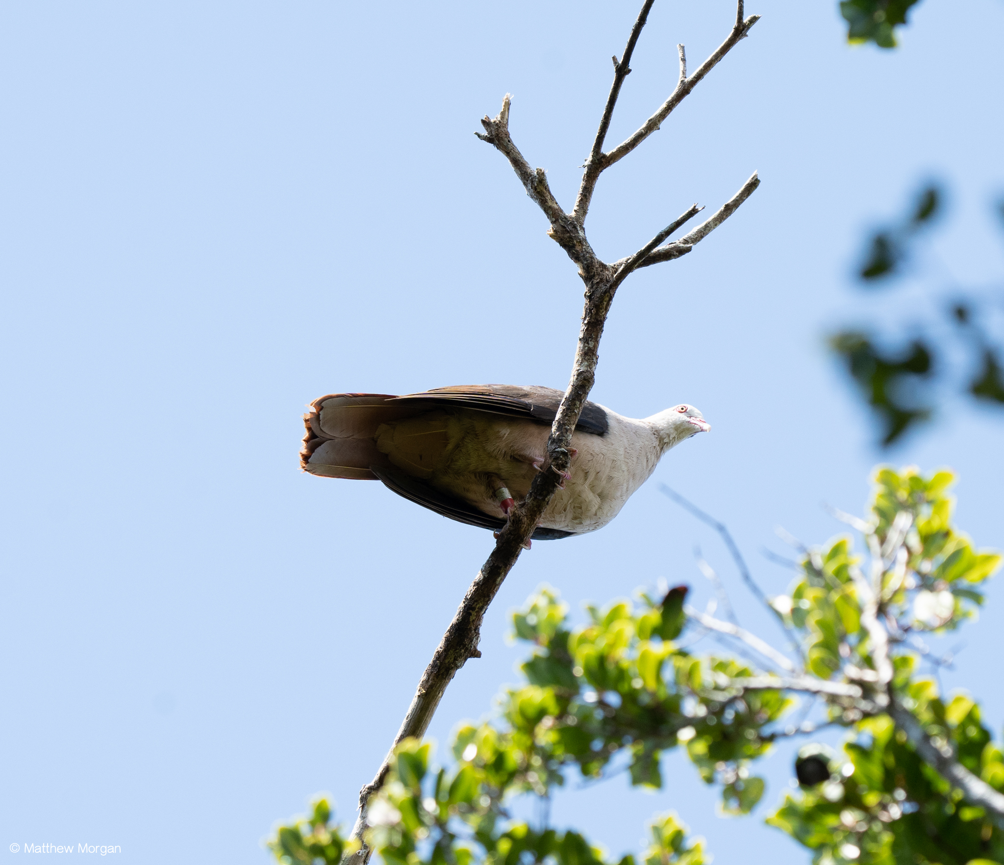 Pink Pigeon (Nesoenas mayeri), photo 3