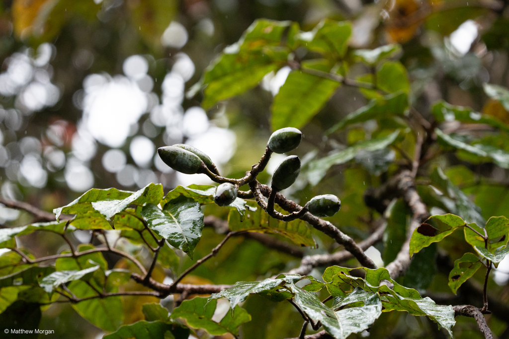Canarium paniculatum