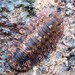 Merloned Woodlice - Photo (c) Damien Brouste, some rights reserved (CC BY-NC), uploaded by Damien Brouste
