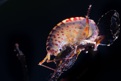 Talitroides topitotum