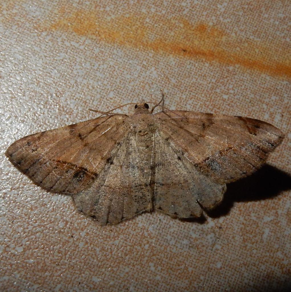Variable Peacock