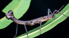 Canachus