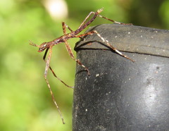 Xeroderus kirbyi