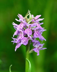 Dactylorhiza sibirica
