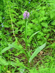 Dactylorhiza sibirica