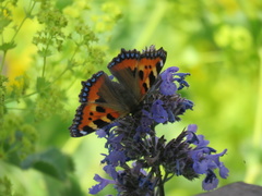 Aglais urticae