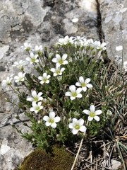 Cerastium latifolium