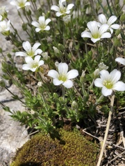Cerastium latifolium