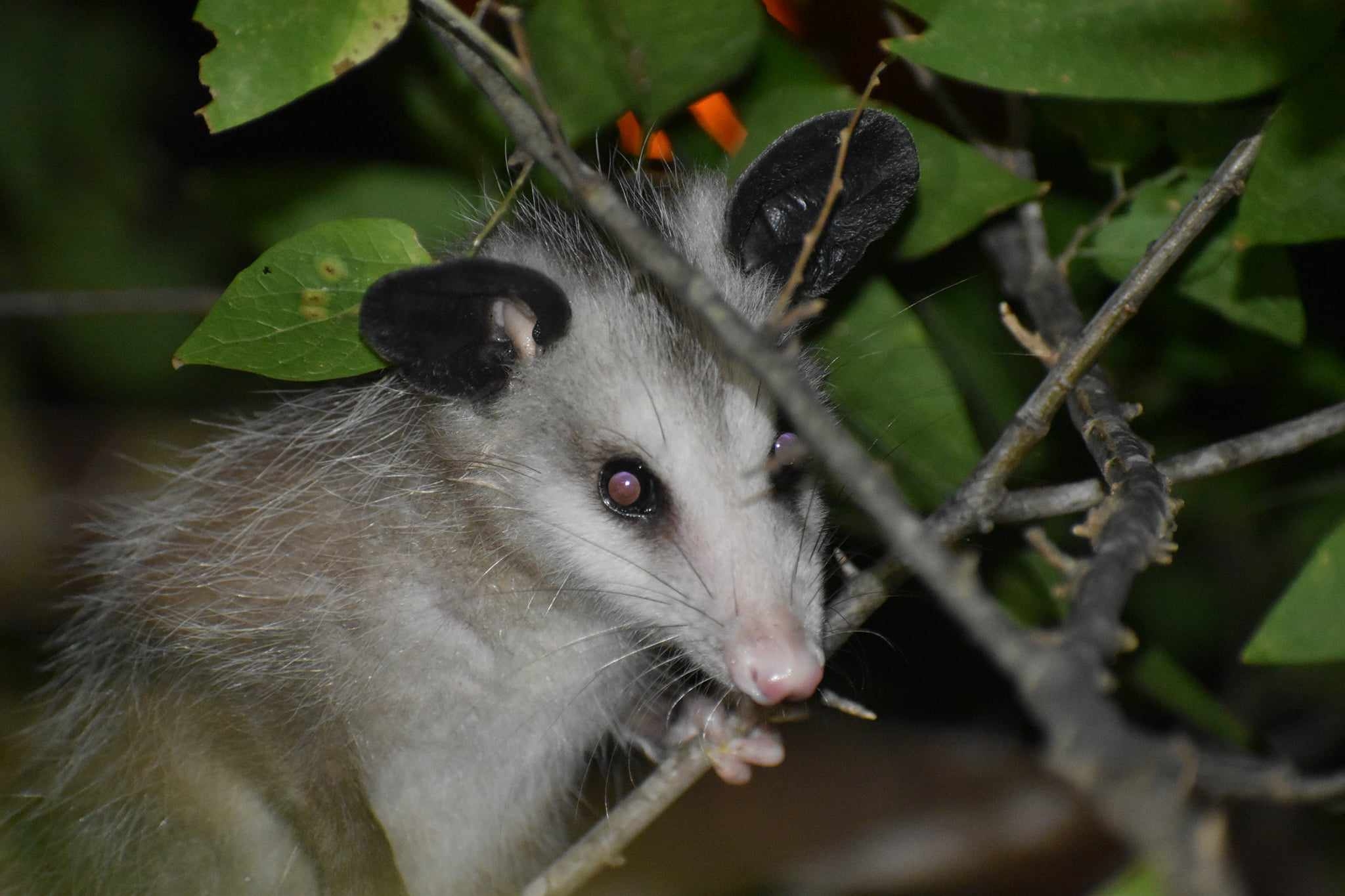 Didelphis virginiana<br>16 September, 2024