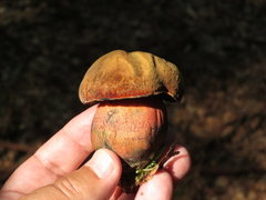 Neoboletus erythropus
