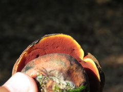 Neoboletus erythropus