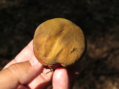 Neoboletus erythropus