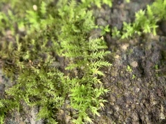 Bryophyta
