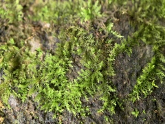 Bryophyta