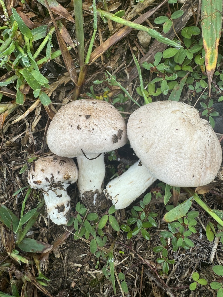 Agaricus sp. 'AR02'