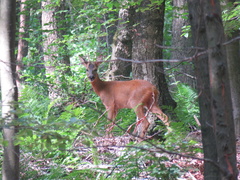 Capreolus capreolus