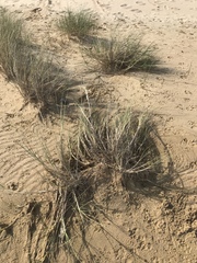 Thinopyrum distichum