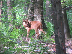 Capreolus capreolus
