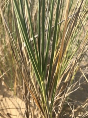 Thinopyrum distichum