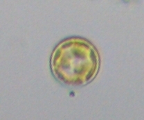 Coscinodiscophycidae
