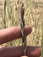 Thinopyrum distichum