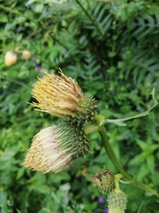 Cirsium erisithales