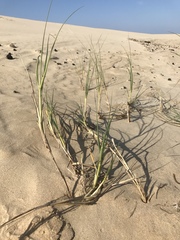 Thinopyrum distichum