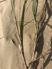 Thinopyrum distichum