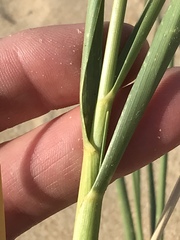 Thinopyrum distichum
