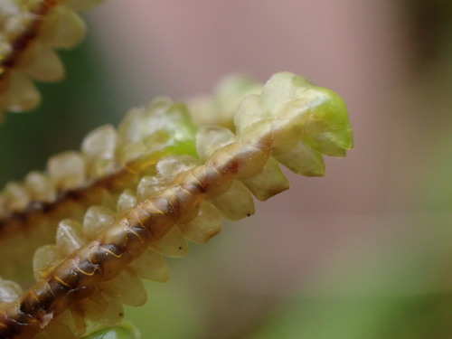 Scapania ornithopoides