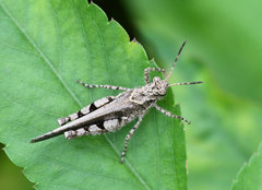 Trilophidia annulata