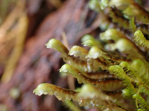 Scapania ornithopoides