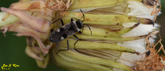Panaorus albomaculatus
