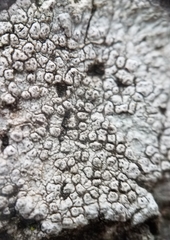 Pertusaria rubefacta