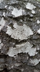 Pertusaria rubefacta