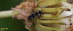 Panaorus albomaculatus