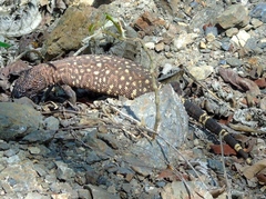 Heloderma horridum