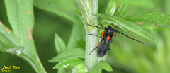 Phytoecia rufiventris