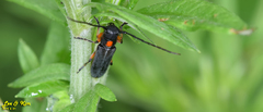 Phytoecia rufiventris