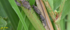 Hygia lativentris