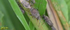 Hygia lativentris