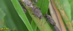 Hygia lativentris