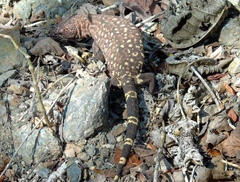 Heloderma horridum