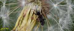 Panaorus albomaculatus
