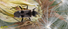 Panaorus albomaculatus