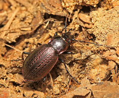 Carabus billbergi