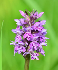 Dactylorhiza sibirica