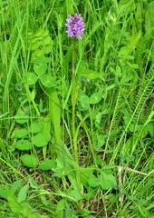 Dactylorhiza sibirica