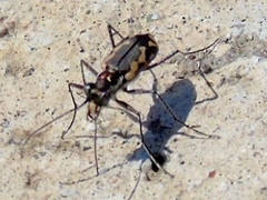 Cicindela hydrophoba